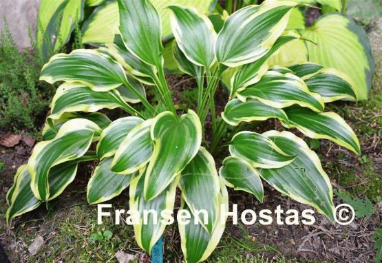 Hosta Carolina Sunshine